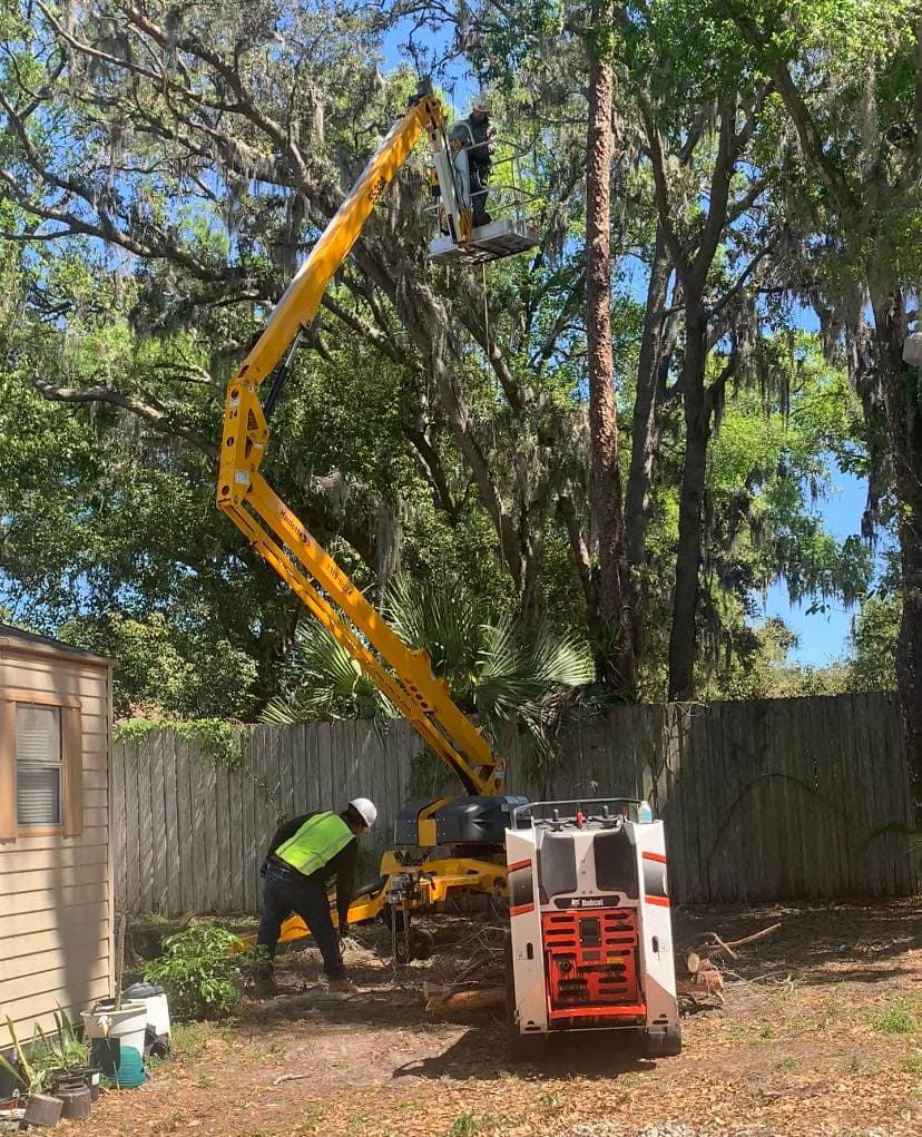 Tree Image
